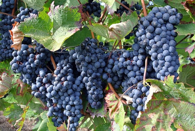 Homem guardando caixas de uvas