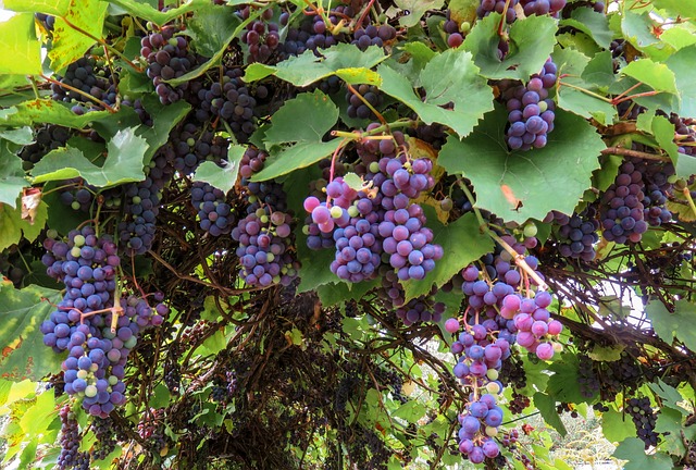 Caixas de uvas